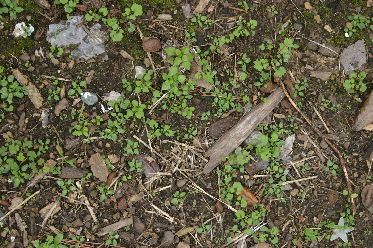 ground13