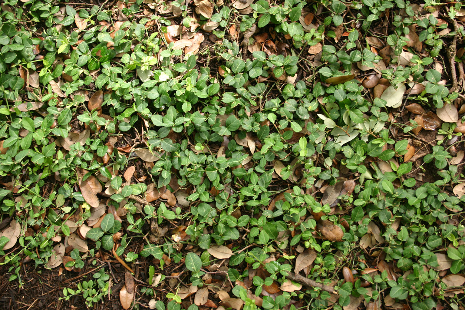 ground14