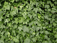 ivy 2