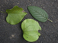 leaves 1