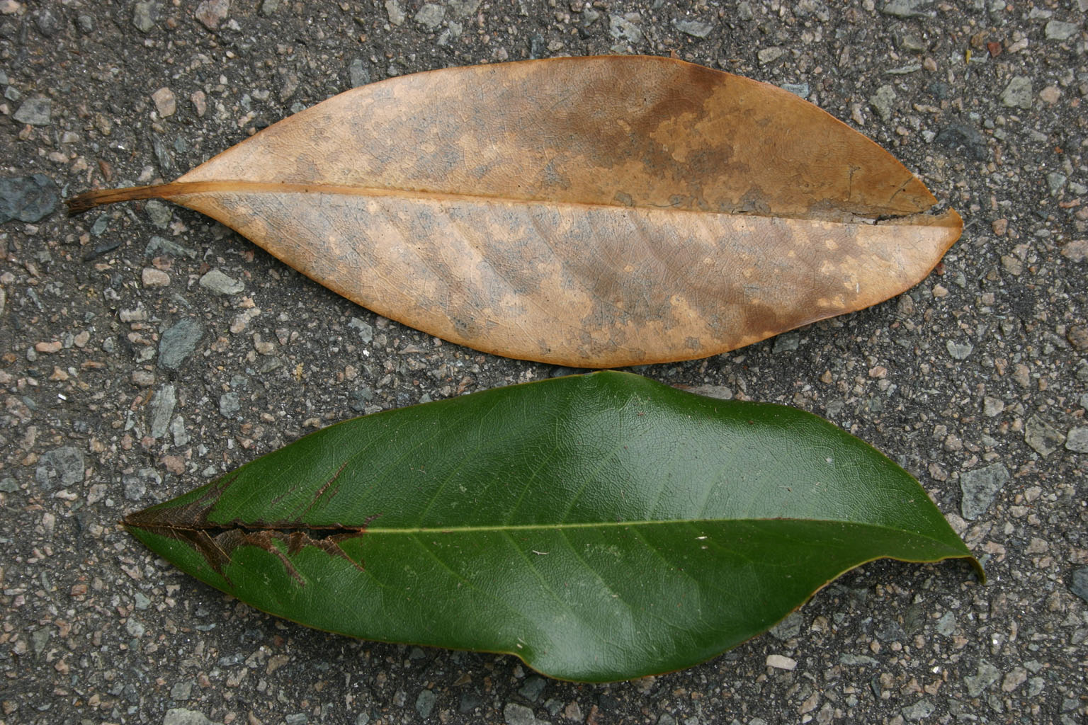 leaves02