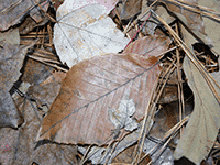 leaves 8