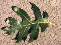 leaves3