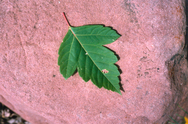 leaves5