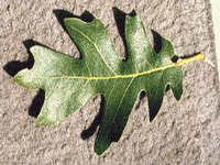 leaves6