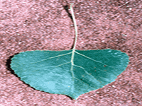 leaves8