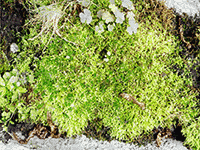 moss texture