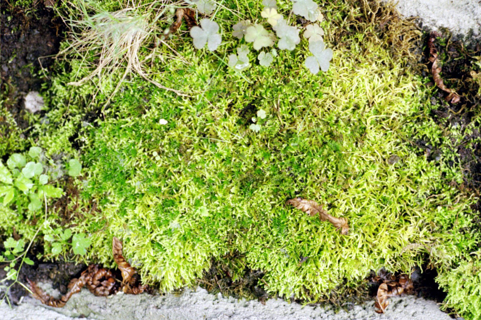 moss01