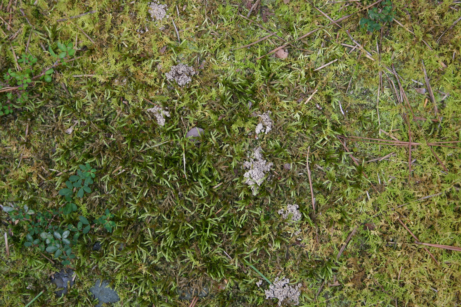 moss02