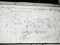 paint_mold