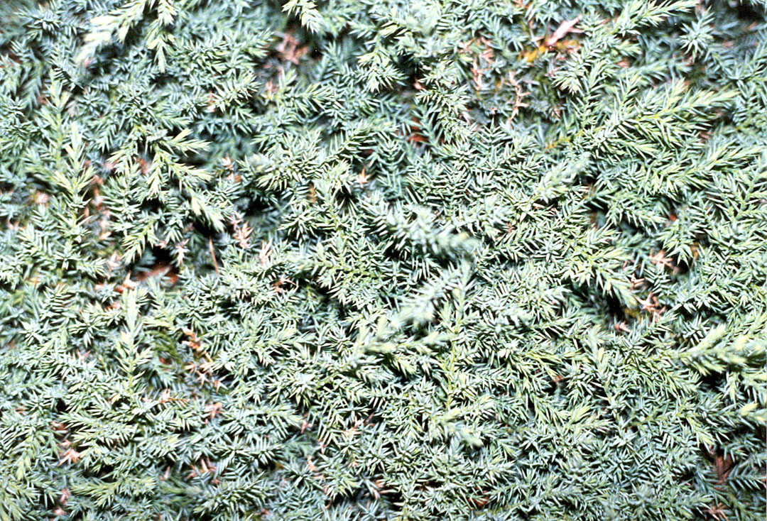 pineshrub2