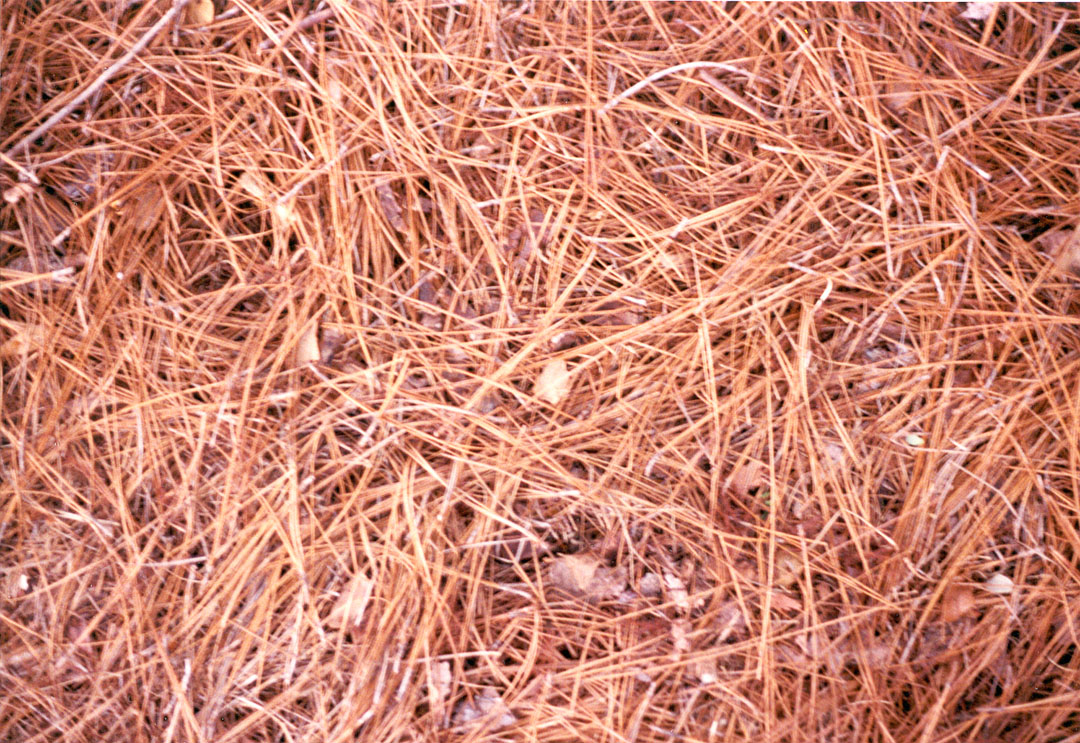 pinestraw2