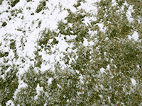 snow to grass transition