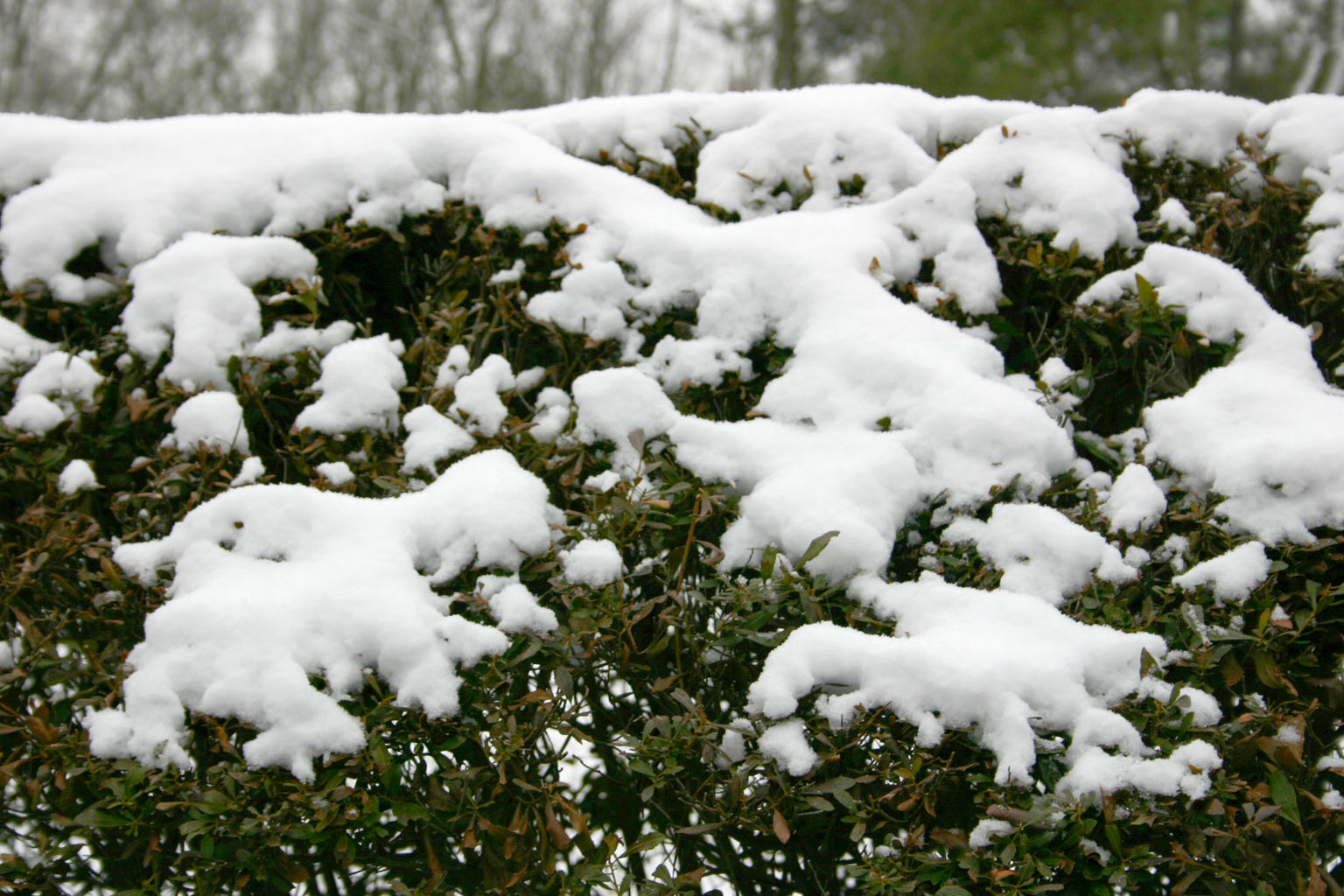 snow05