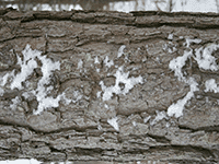 snow on bark