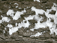snow on bark