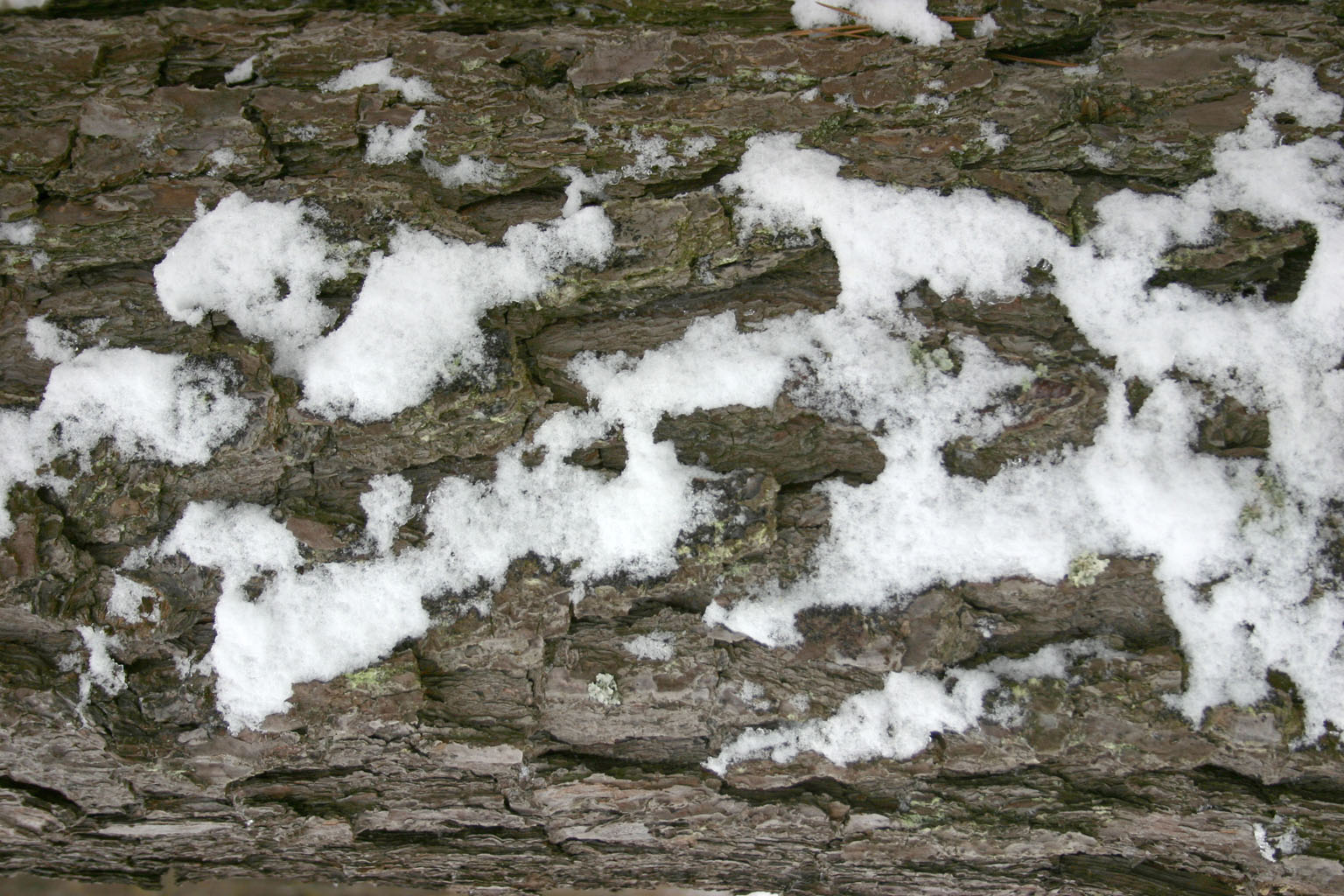 snow10