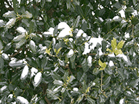 snow on bush