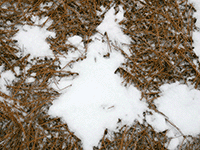 snow on bine needles