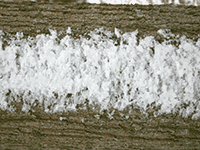 snow on bark