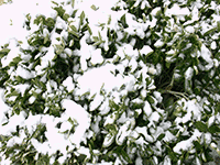 snow on bush