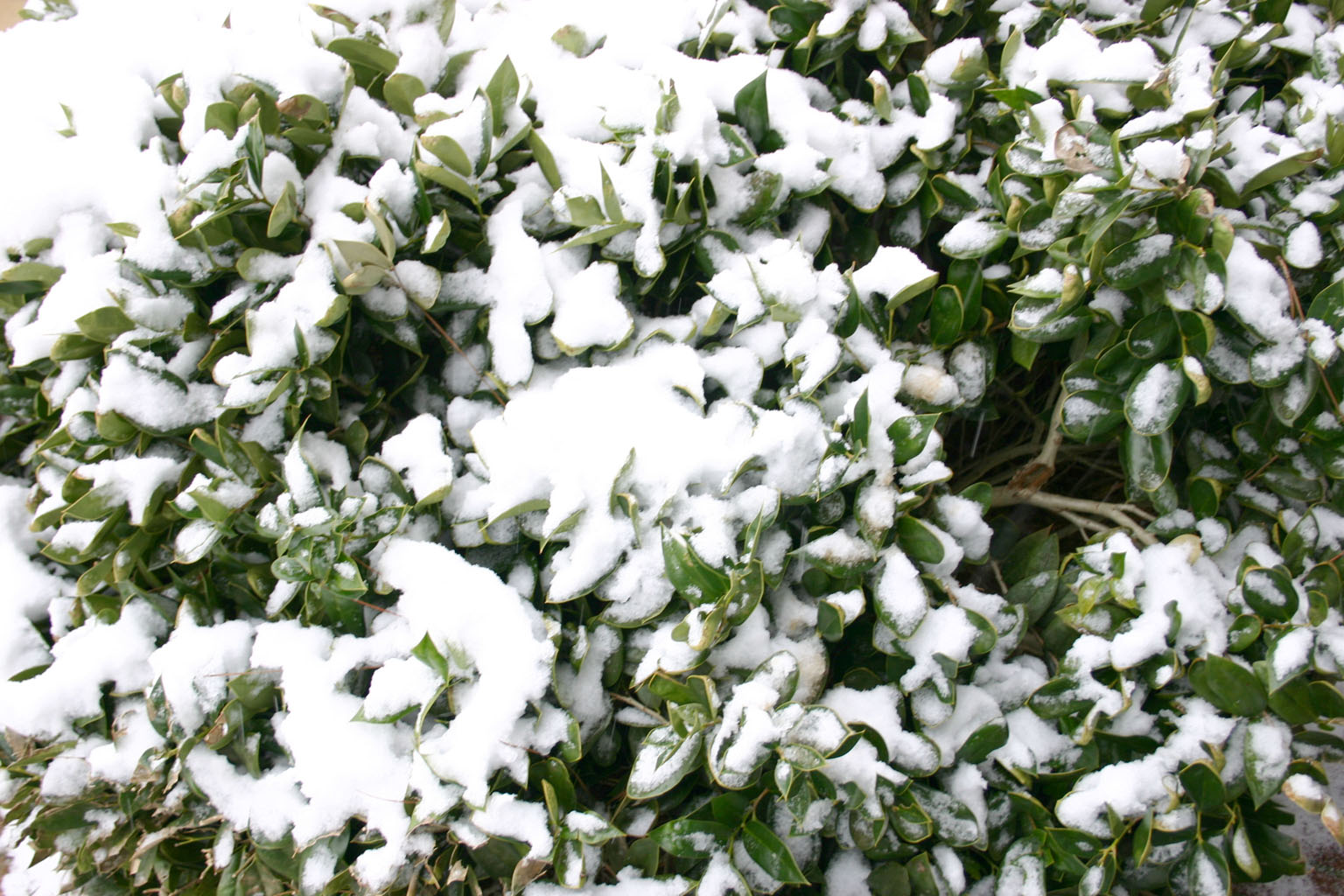 snow16