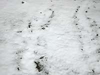 snow