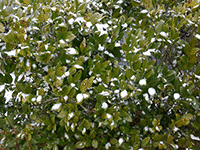 snow on bush