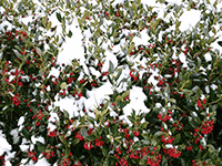 snow on bush