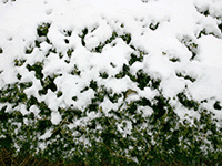 snow on bush