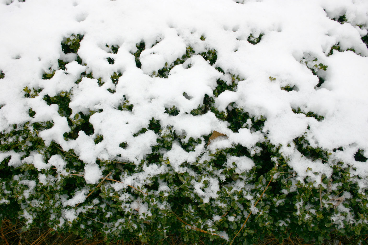 snow22