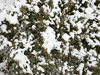 snow on bush