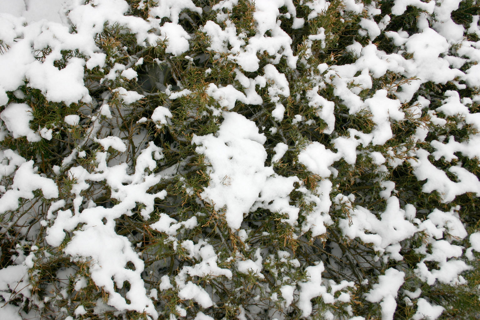 snow23