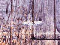 wood 10