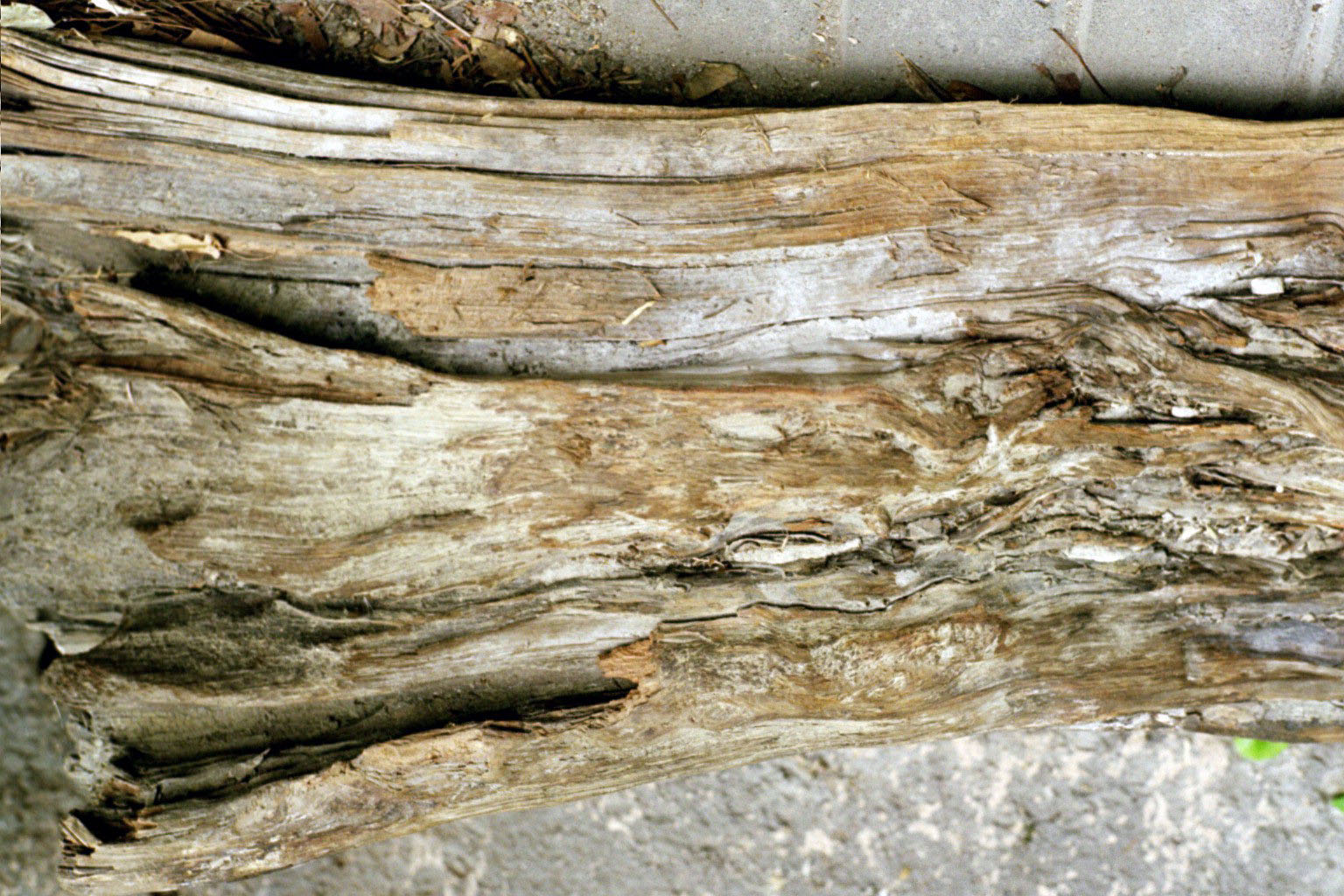 wood21
