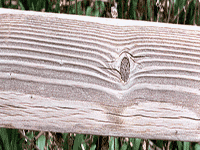 wood 3