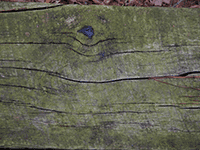 wood 31
