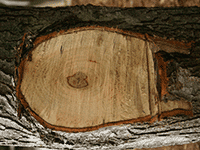 wood 36