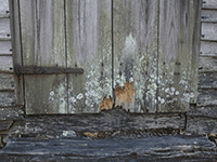 wood 50