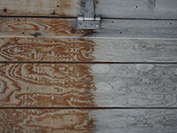 wood 61